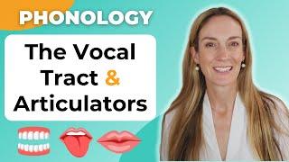 The Articulators & Vocal Tract | Phonology