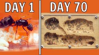 I Kept Ants For 70 Days, This Happened!