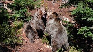 GRIZZLY BEAR FIGHT - Vlogging Vancity 2