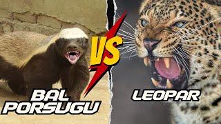 Bal Porsuğu vs Leopar | Bal Porsuğu Belgeseli #balporsuğu #medyabilgini