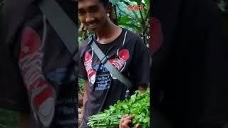 green vegetable in forest #shorts #tiktok #mukbang #viral