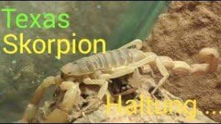 HALTUNGS BASICS TEXASSKORPION / Hadrurus arizonensis / DESERT HAIRY SCORPION