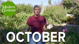 Pulling Dead and Diseased Plants, Curing Squash, and Thriving October Flowers: My October Garden