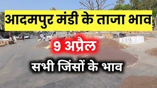 Adampur Mandi bhav | सरसों के ताजा भाव | गेहूं जो चना ग्वार कपास के ताजा भाव | आदमपुर सरसों मंडी भाव