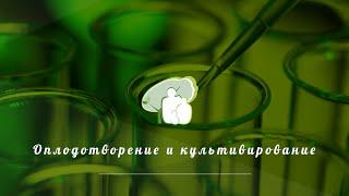 Оплодотворение и культивирование