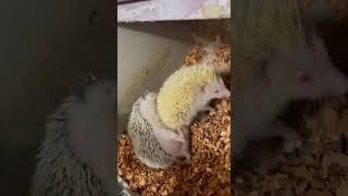 #Actual Footage (Hedgehog Mating)