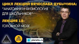 Вячеслав Дубынин: "Головной мозг" (Лекция 18)