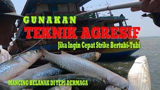 Gunakan Teknik Agresif, Terbukti Panen Strike! Cara Mancing Belanak Di Tepi Dermaga