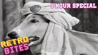 Lassie | 1 Hour Special | Lassie English Full Episodes  