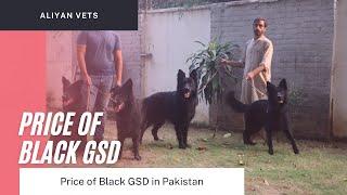 Price of black german shepherd in Pakistan | Aliyan Vets | Black GSD