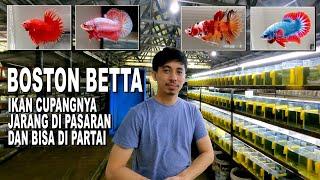 BOSTON BETTA   JUAL IKAN CUPANG YANG MASIH JARANG ORANG PUNYA