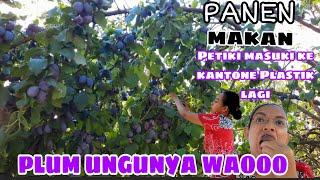 PANEN PLUM UNGU YANG MELIMPAHHHHH RUAHH, Kali ini punya teman suami bule