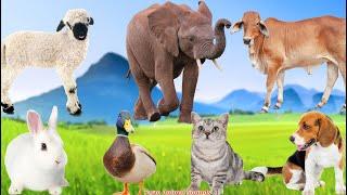 Collection of Cute Animal Sounds: Elephant, Cow, Sheep, Rabbit, Duck, Dog, Chicken - Animal Sounds