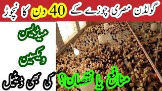 1-40 days chicks complete shedule of feed vaccination and medicin|| By Dr.Saad