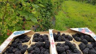 How to Fertilize Blackberries!