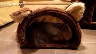 Neko Nappers Sleeping Bag Review - Burrowing Cat Bed - ねこ - ラグドール - Floppycats