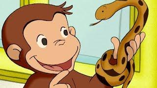 Curious George The Slithery Day   Kids Cartoon  Kids Movies | Videos For Kids