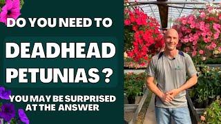 Do You Need To DEADHEAD Petunias? (You May Be Surprised At The Answer)