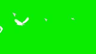 Green Screen Birds Flying Effect