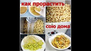 КАК ПРОРАСТИТЬ СОЮ ДОМА/Проростки сои/Коннамуль/콩나물/#Корейская_кухня