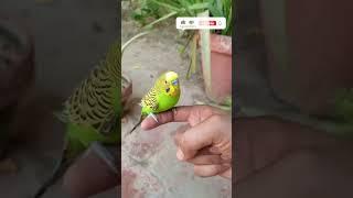 Hand tamed budgies parrot || green parrot #budgies #parrot #short #pets #handtameparrot