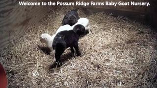 Baby Goat Nursery from Possum Ridge Farms