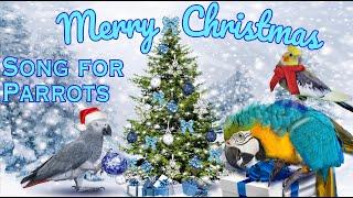 JINGLE BELLS  whistle training parrot teach learn /Коледна песен за папагали / MERRY CHRISTMAS