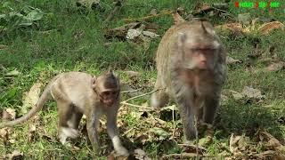 Monkey Aesop Want Make A Baby With Scalet  Monkey