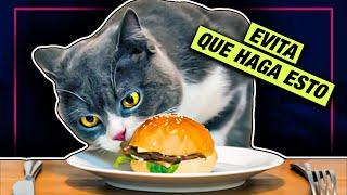 CÓMO EVITAR QUE MI GATO SUBA A LA MESA  LA GATERÍA TV