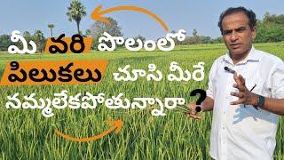 వరిలో పిలకల కోసం ఈ పనులు పక్కా చేయాల్సిందే|varilo pilakalu | karshaka Nestham|agricultural tips