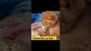 Oyen barbar #shorts #catvideos #catlover #kucinglucu #cats #catlovers #kucing #cat #kitten