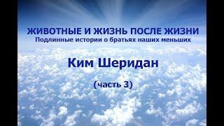 ЖИВОТНЫЕ И ЖИЗНЬ ПОСЛЕ ЖИЗНИ. Подлинные истории о братьях наших меньших. КИМ ШЕРИДАН