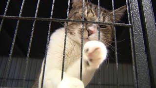 Shelter pets looking for a home this holiday season