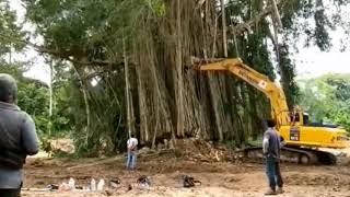 seconds the haunted banyan tree is knocked down #banyan #hungry tree #tree