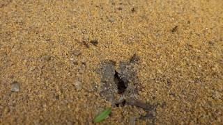 Fourmis construisant des galeries sous un trottoir