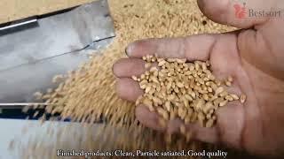 Gravity separator fine screening Wheat seeds (1)