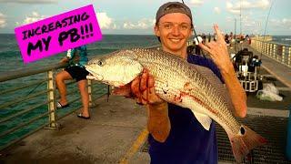 REDFISH CHEW! | Sebastian Inlet Mullet Run Insanity!