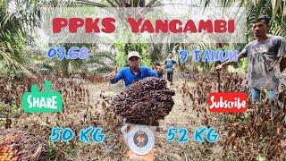 Panen Kelapa Sawit Big Bunch PPKS Yangambi || Umur Genap 9 tahun