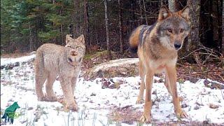 Lynx investigates spot wolf pack just visited