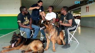 Alpha Hunde Kennel introduces new top quality German Shepherd as Lion Kennel bumps into interview