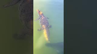 Electric Eel's Deadly Surprise: Crocodile's Unforeseen Foe #shortsvideo