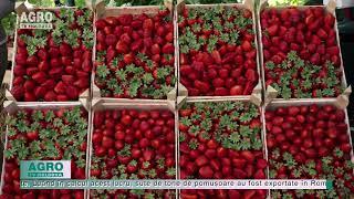 De ce a scăzut exportul de căpșuni – AGRO TV News