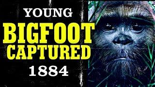 YOUNG BIGFOOT CAPTURED in 1884!