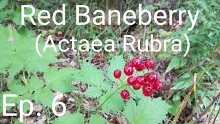 Southern Ontario's Native Plants & Wildflowers || Ep. 6 Red Baneberry (Actaea Rubra)