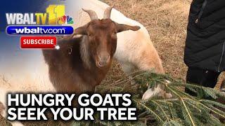 Animal rescue farm collects Christmas trees to feed goats