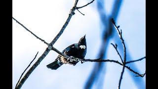 Tui Feeding and Song - Birds of Inland Kapiti, New Zealand