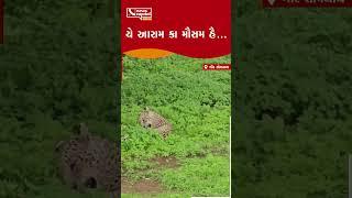 Gir-Somnath : વરસાદી માહોલ વચ્ચે સિંહ-દીપડાનો આરામ મોડ ઓન