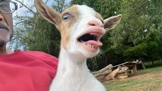 GOATS are the FUNNIEST ANIMALS on Earth 