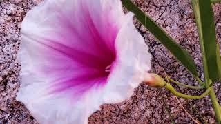 (#144) An Evening in Sonora with Desert Toads, Parasitic Orchids, and Pink-Throat Morning Glory