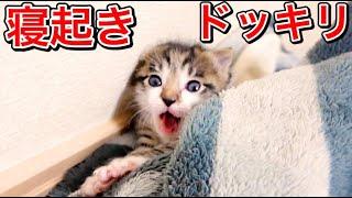 生後２３日目の子猫に寝起きドッキリしてみた結果！【保護猫】